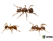Buy Mycetophylax | Fungus-Farming Ant Care | Antomas