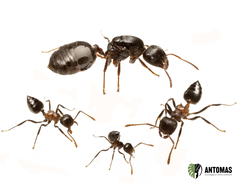 Buy Crematogaster aurita | Care Guide | Antomas