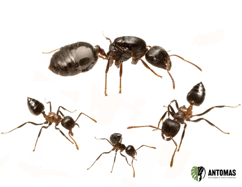 Crematogaster aurita | Kaufen & Haltung | Antomas