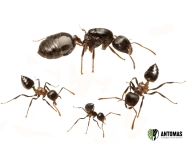 Crematogaster aurita | Kaufen & Haltung | Antomas