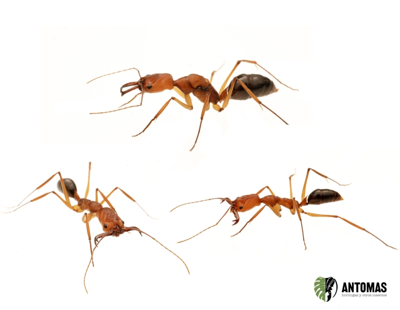 Fourmi à mâchoires-pièges bicolore | Odontomachus schoedli