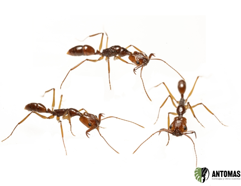 Buy Anochetus princeps – Copper-coloured Trap-Jaw Ant | Antomas
