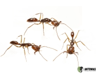 Anochetus princeps kaufen – Kupferfarbene Schnappkieferameise | Antomas