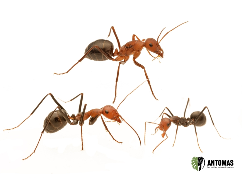 Comprar Cataglyphis velox – Hormiga del Desierto | Antomas