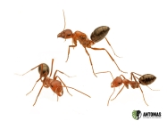 Cataglyphis bicolor kaufen – Ameisenkolonie | Antomas