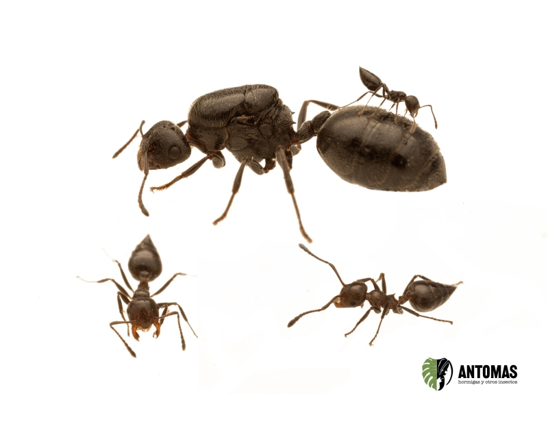 Comprar Crematogaster senegalensis – Acróbata | Antomas