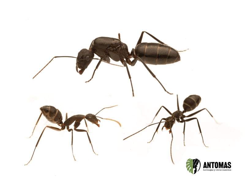Camponotus alii kaufen – Ameisenkolonie | Antomas