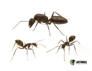 Acheter Camponotus alii – Colonie de fourmis | Antomas