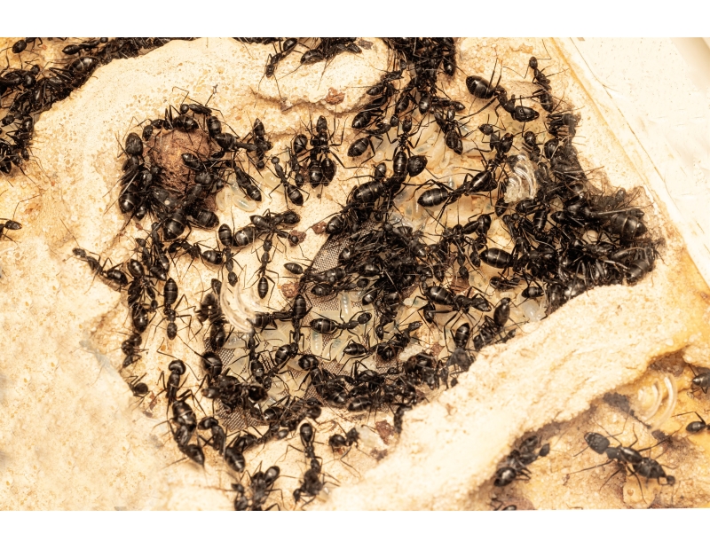 Buy Camponotus alii Empire – Large Colony | Antomas