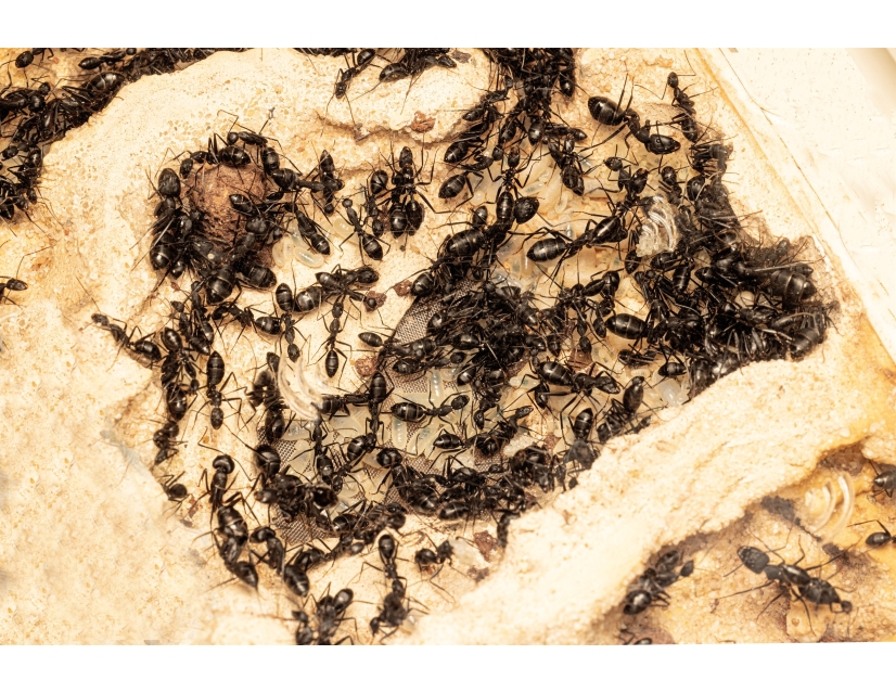 Buy Camponotus alii Empire – Large Colony | Antomas