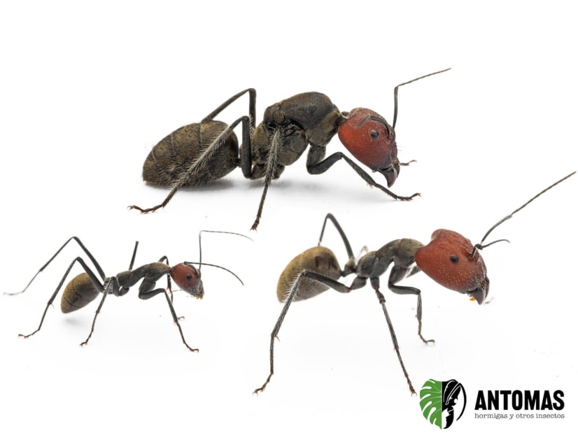 Camponotus singularis | Comprar y cuidados | Antomas