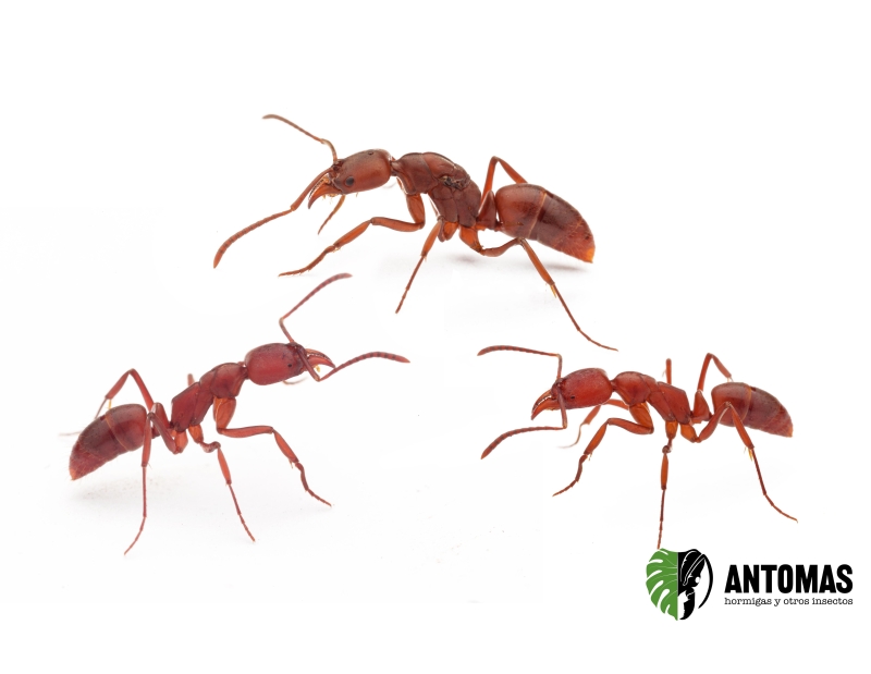 Buy Mesoponera melanaria – Ant Colony | Antomas