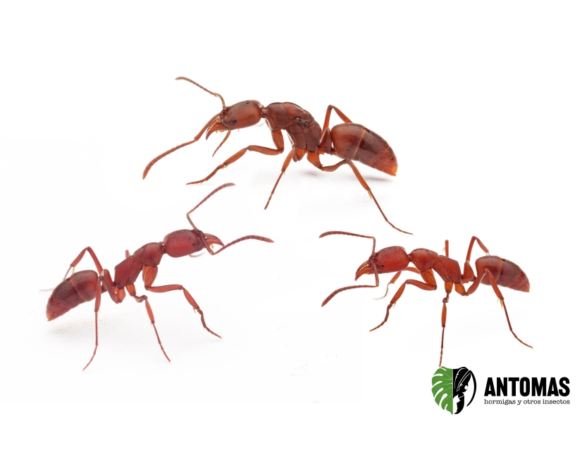 Buy Mesoponera melanaria – Ant Colony | Antomas