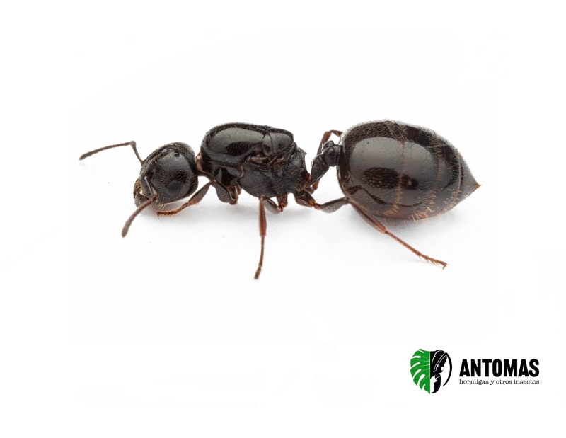 Comprar Crematogaster auberti – Reina | Antomas
