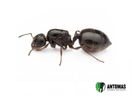 Crematogaster auberti kaufen – Königin | Antomas