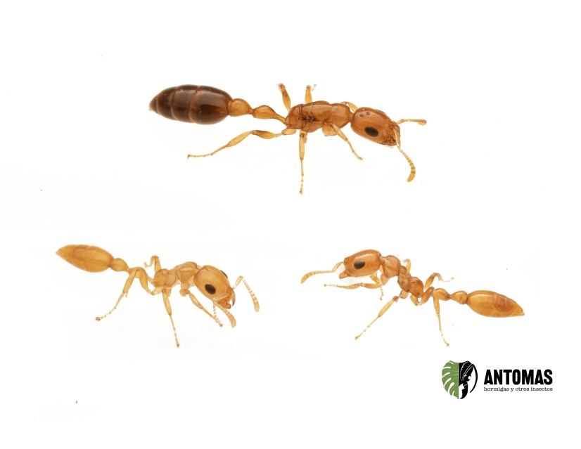 Comprar Tetraponera sp. Yellow – Hormiga Aguja | Antomas
