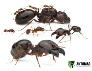 Carebara diversa | Achat et élevage | Antomas