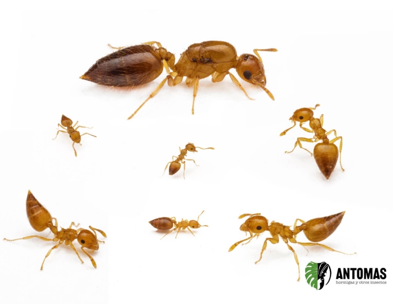 Crematogaster biroi