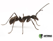 Diacamma scalpratum - Hormiga Gladiadora GiGANTE