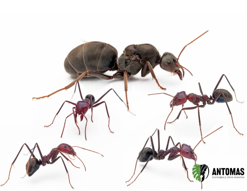 Iridomyrmex purpureus - Hormiga de la carne