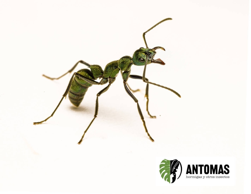 Diacamma sp GREEN - Hormiga Gladiadora Verde