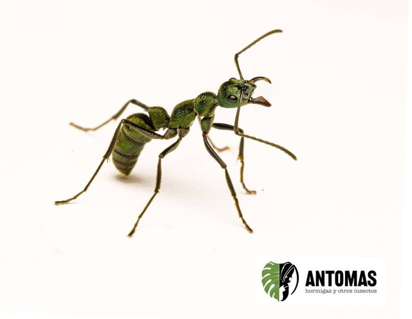 Diacamma sp GREEN - Hormiga Gladiadora Verde