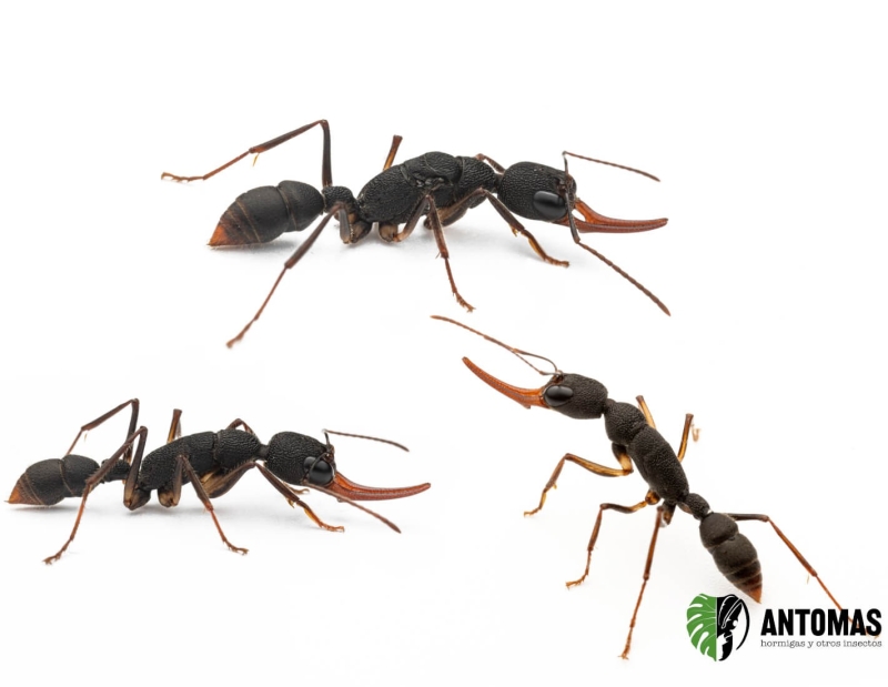 Harpegnathos venator | Comprar y cuidados | Antomas