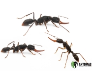 Harpegnathos venator | Comprar y cuidados | Antomas