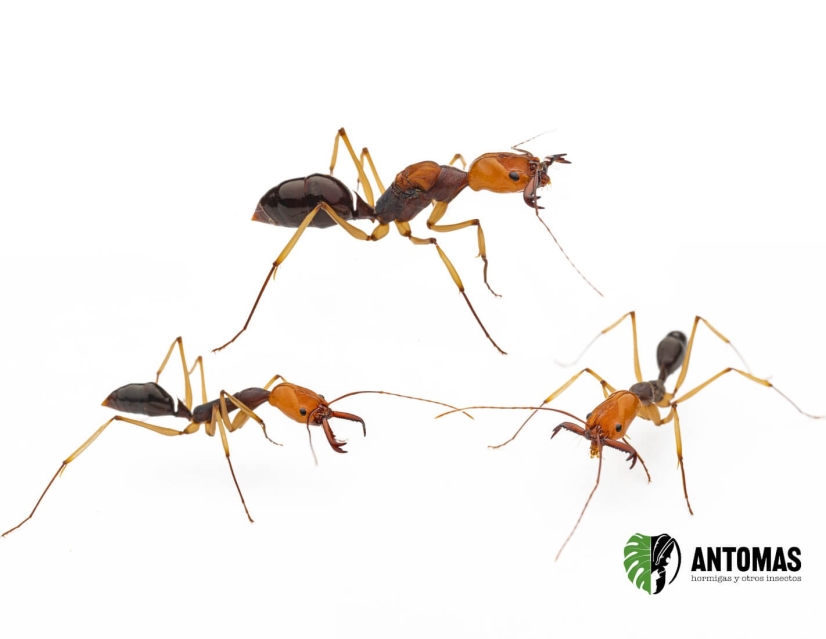 Odontomachus banksi - Hormiga Mandibula trampa Gigante