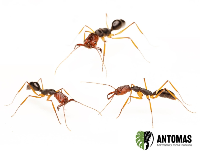 Odontomachus infandus - Hormiga mandibula Trampa Gigante