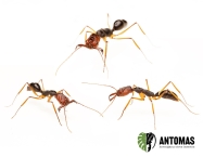 Odontomachus infandus - Hormiga mandibula Trampa Gigante