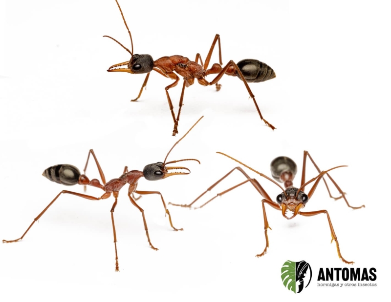 Myrmecia nigriceps - Hormiga Bulldog