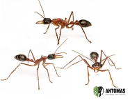 Myrmecia nigriceps - Hormiga Bulldog
