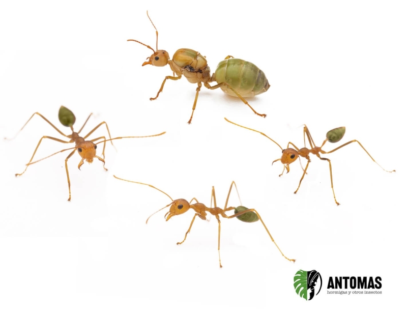 Oecophylla smaragdina - Hormiga tejedora
