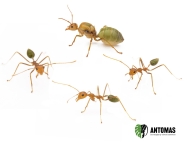 Oecophylla smaragdina - Hormiga tejedora