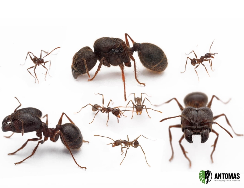 Pheidole ocellata