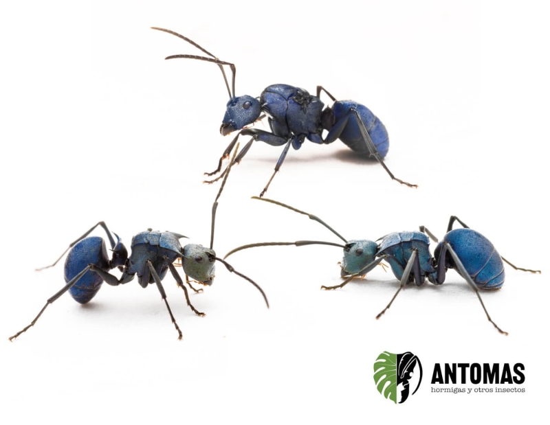 Polyrhachis cyaniventris | Blue Spiny Ant Care