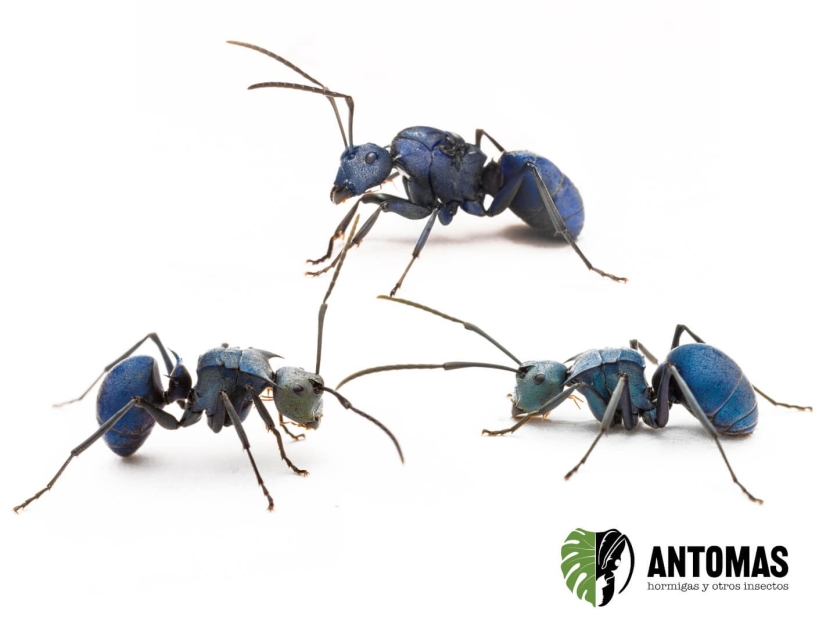 Polyrhachis cyaniventris kaufen | Haltung & Pflege
