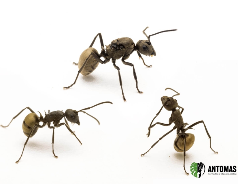 Polyrhachis dives - Hormiga Tejedora Dorada