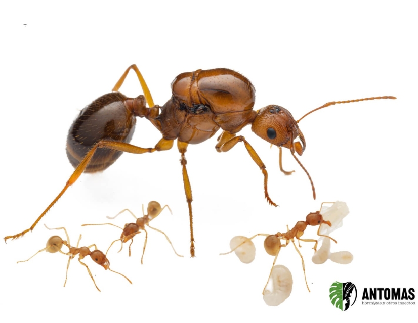 Aphaenogaster longipes