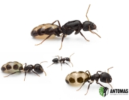 Camponotus bellus