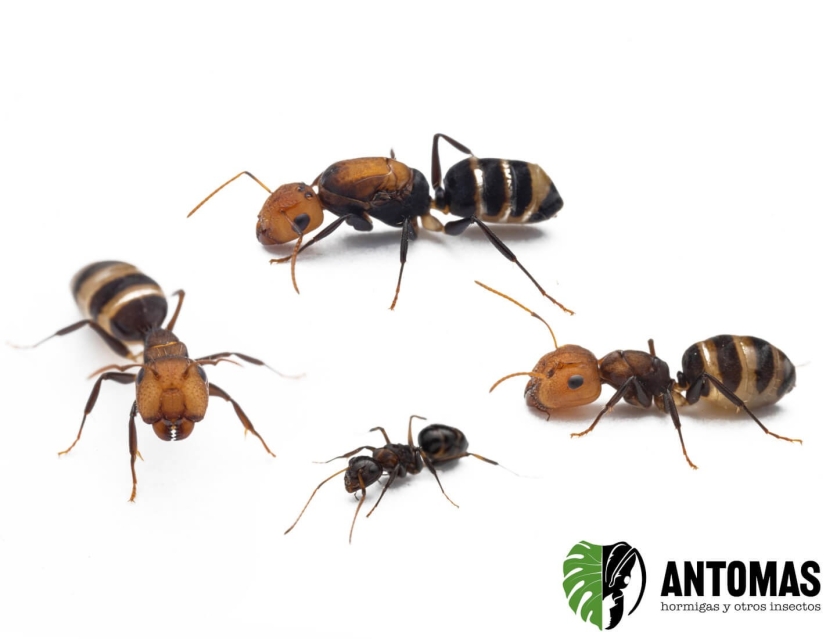 Camponotus albocinctus