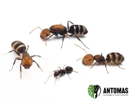 Camponotus albocinctus