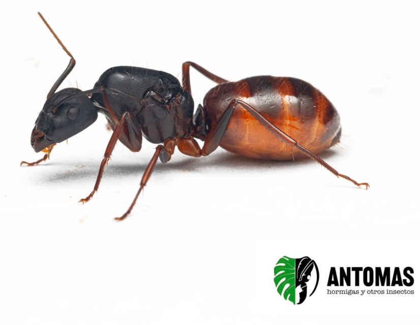 Camponotus CA02