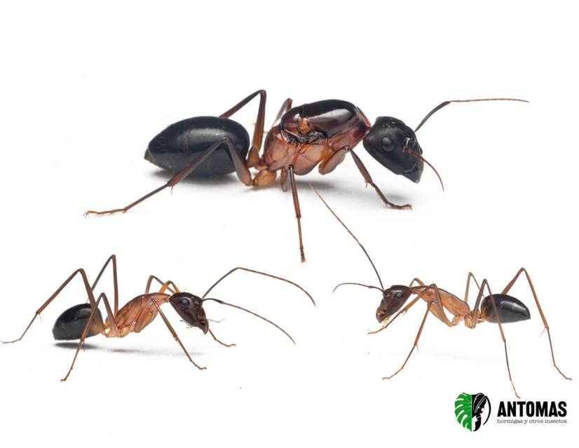 Camponotus sp devil candy