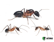 Camponotus sp devil candy