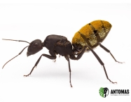 Camponotus fulvopilosus