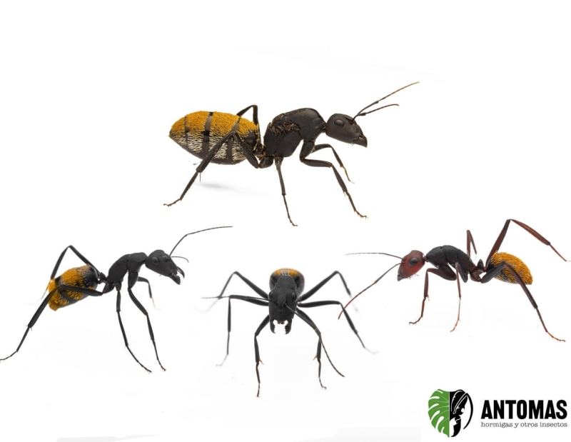 Camponotus fulvopilosus