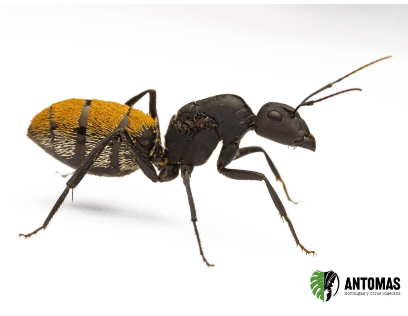 Camponotus fulvopilosus