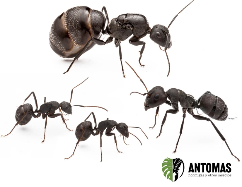Camponotus sp mayri